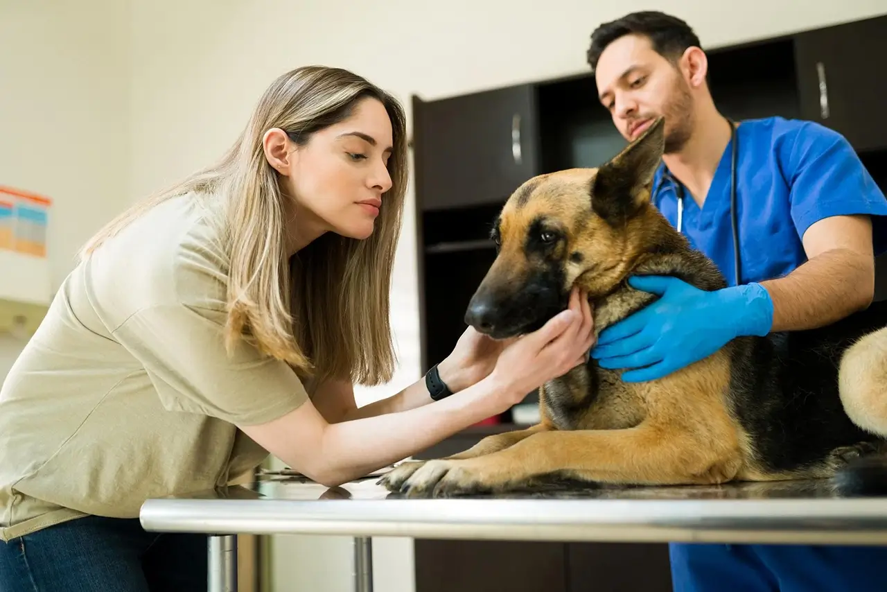 Veterinarian examining a German Shepherd with its owner